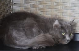 Claudia image 2