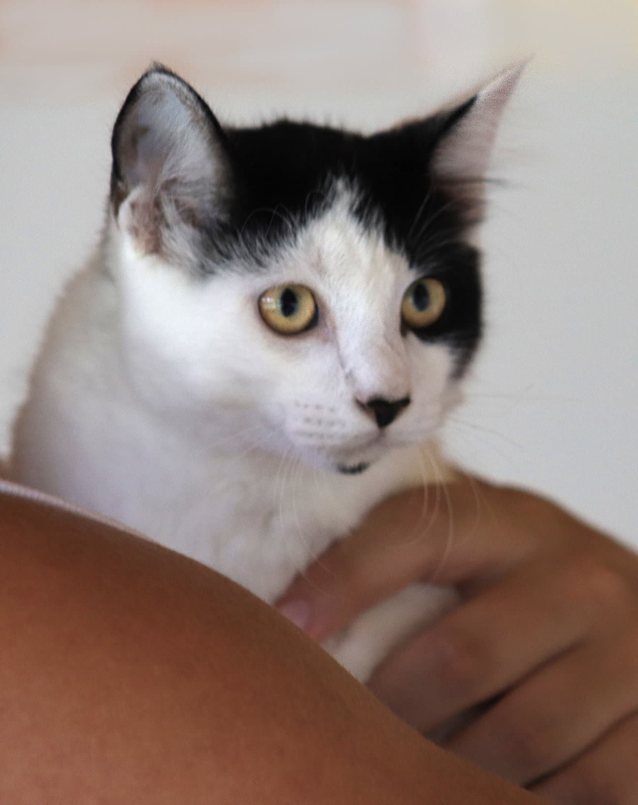 Pyrite - Domestic Medium Hair
