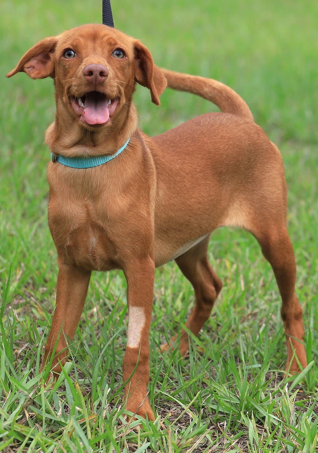 Pocket - Hound
