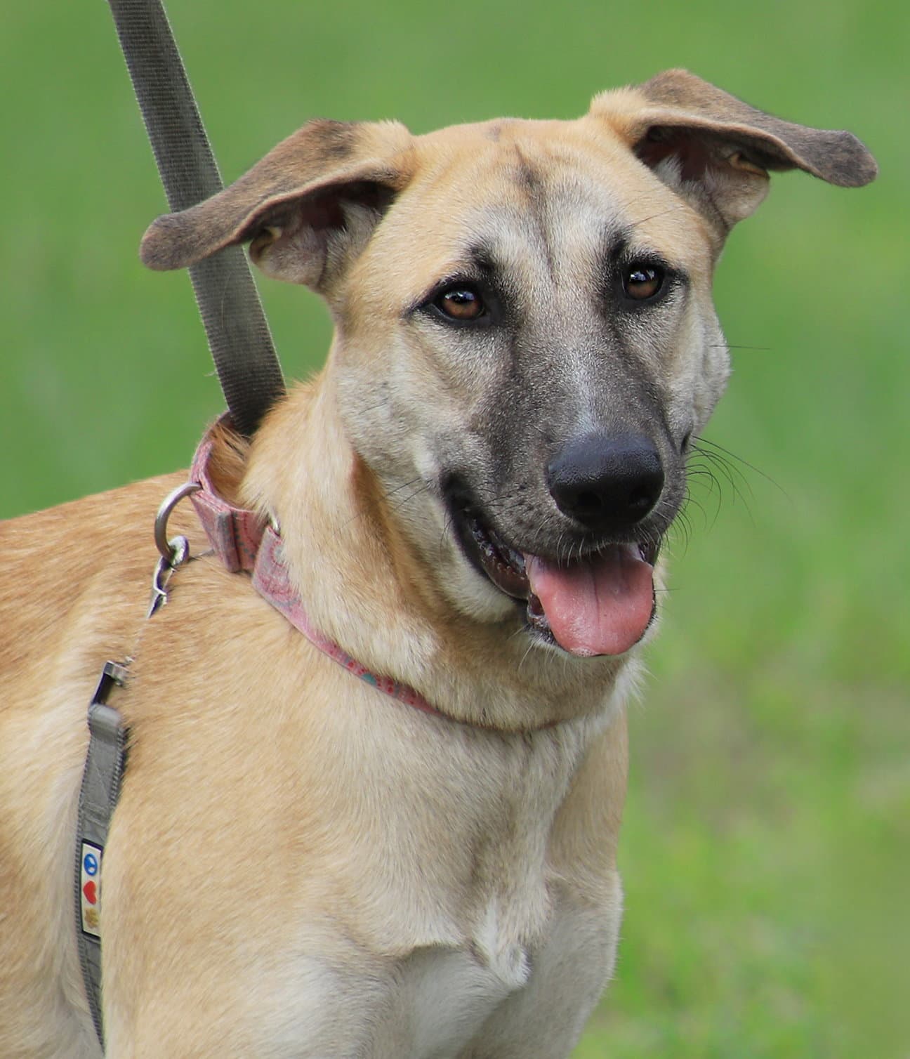 Leia - German Shepherd Dog