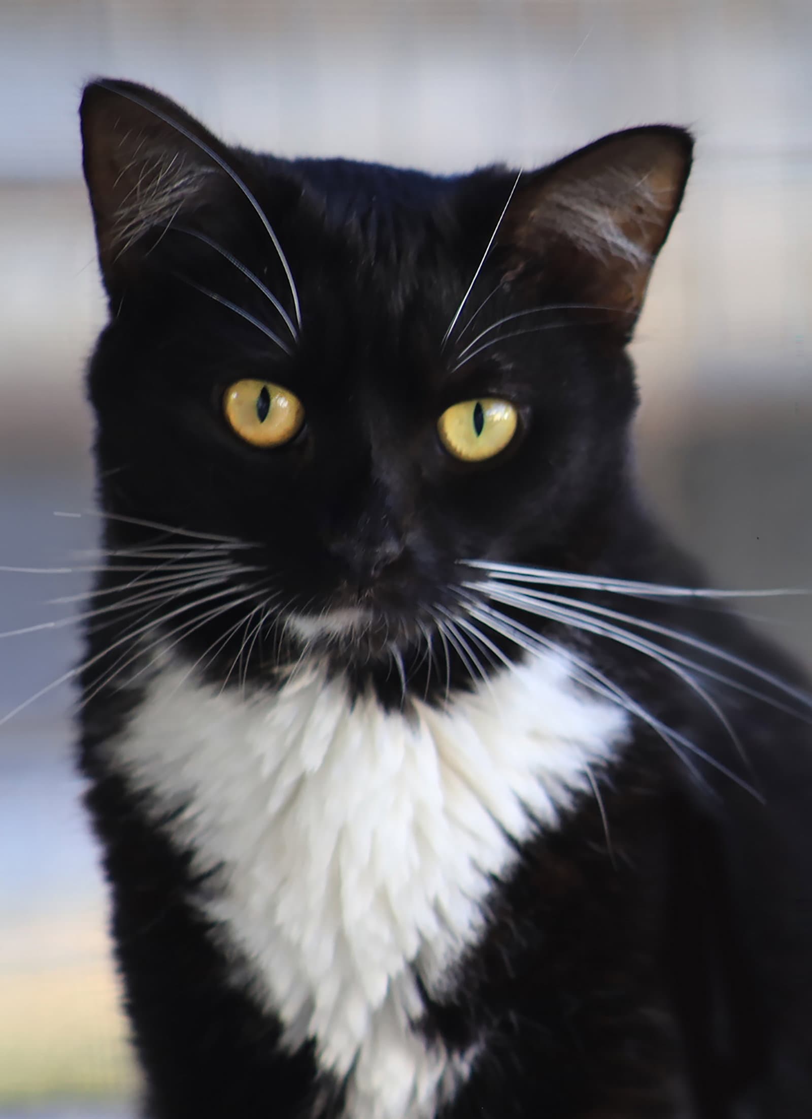 Desiree - Domestic Short Hair