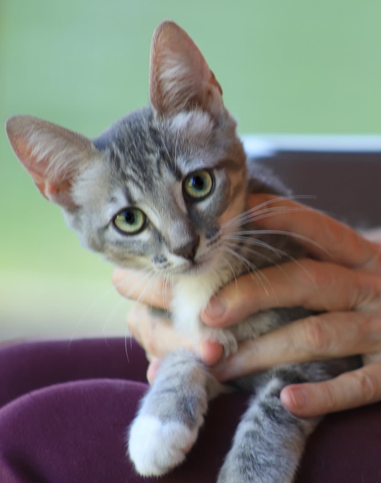 Rose - Domestic Short Hair