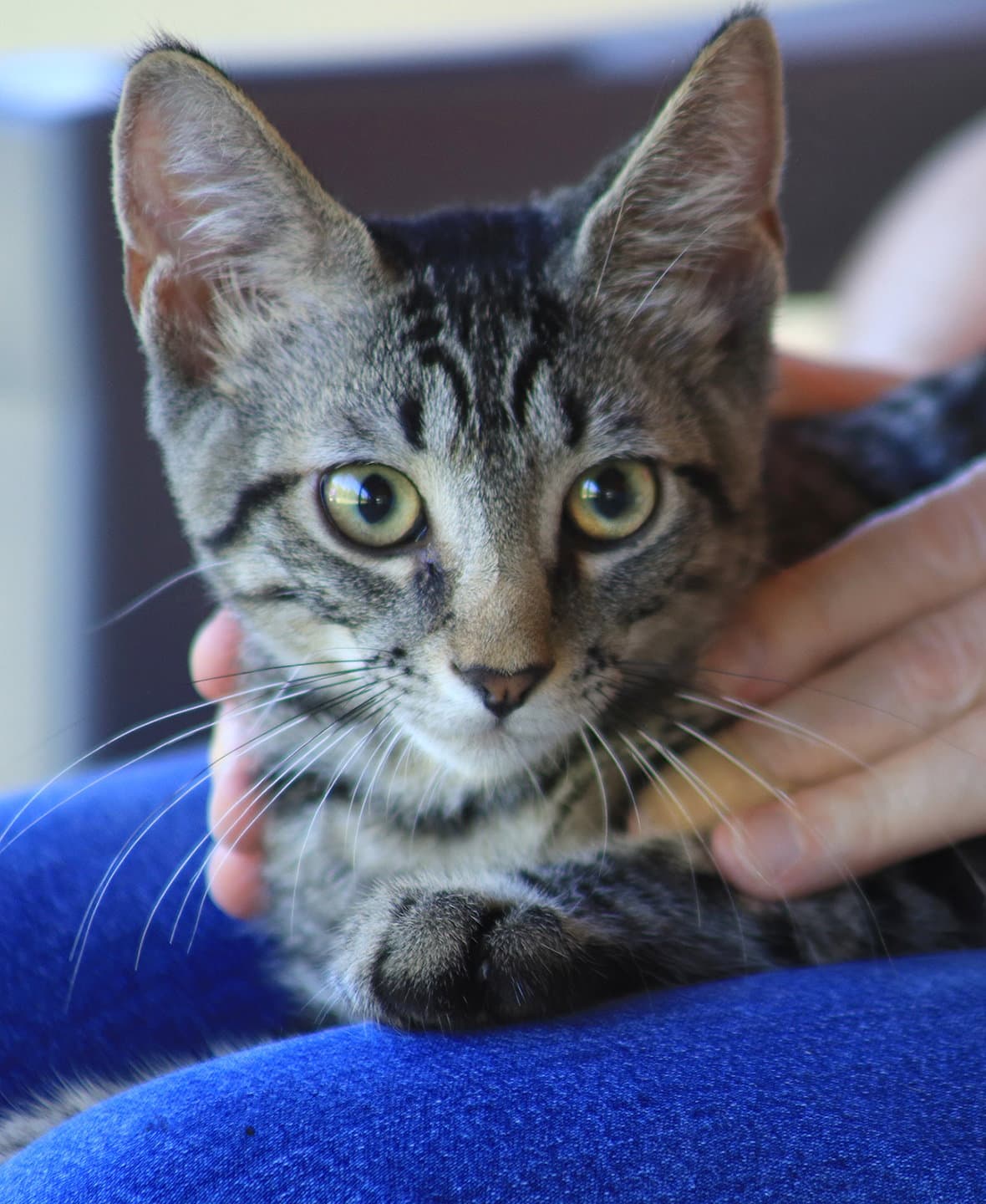Smokey Joe - Domestic Short Hair