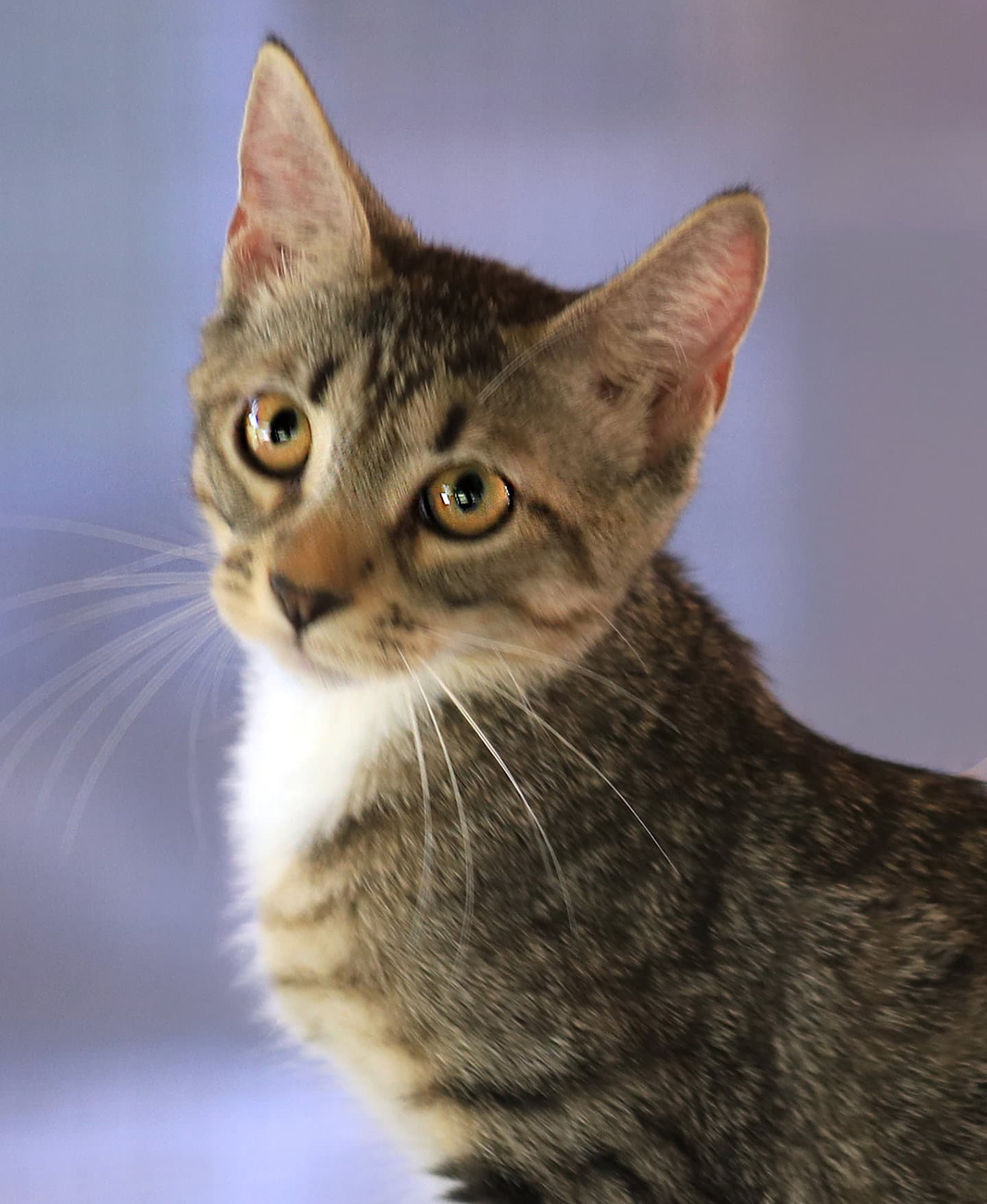 Miss Lucky - Domestic Short Hair