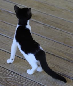 Pickles image 3