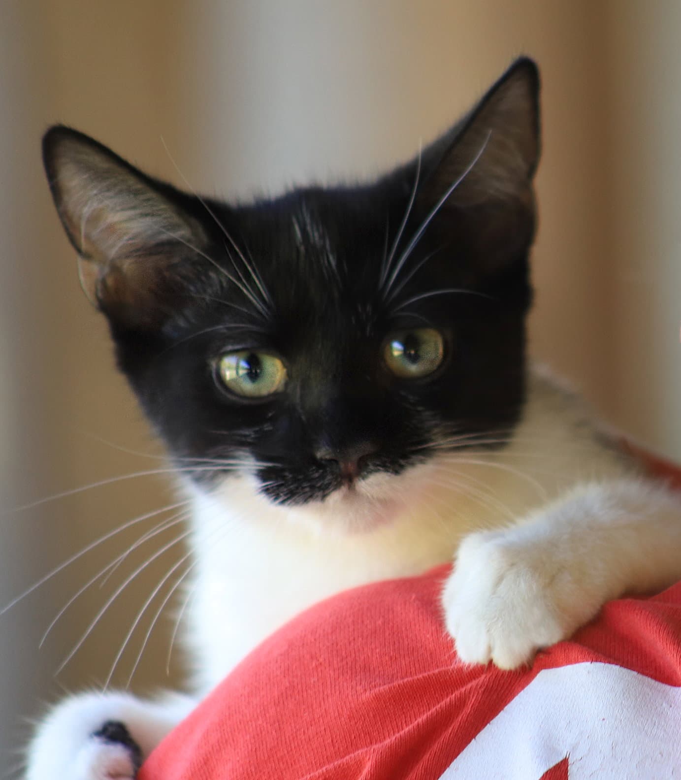 Petunia - Domestic Short Hair