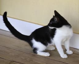 Petunia image 3