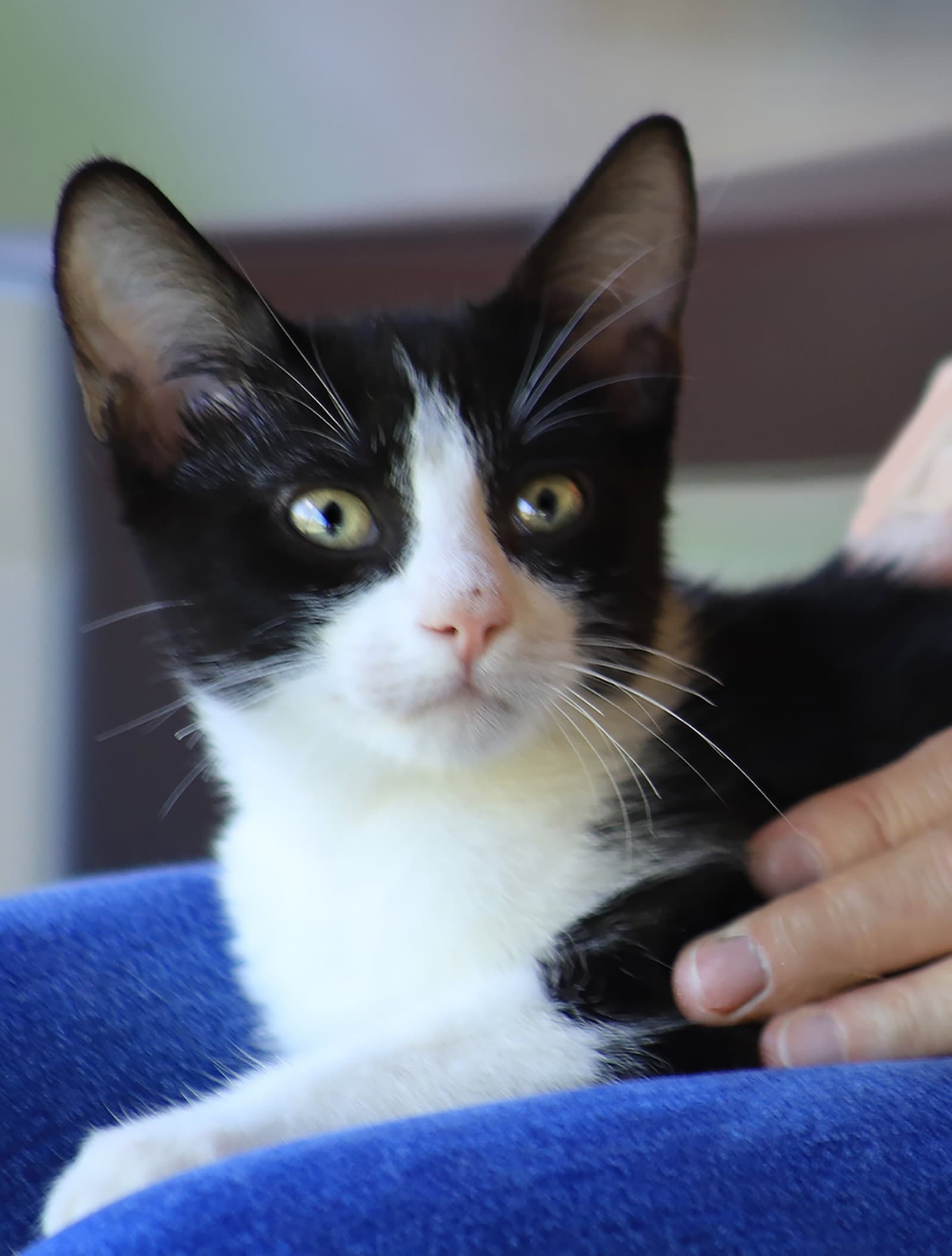 Pops - Domestic Short Hair
