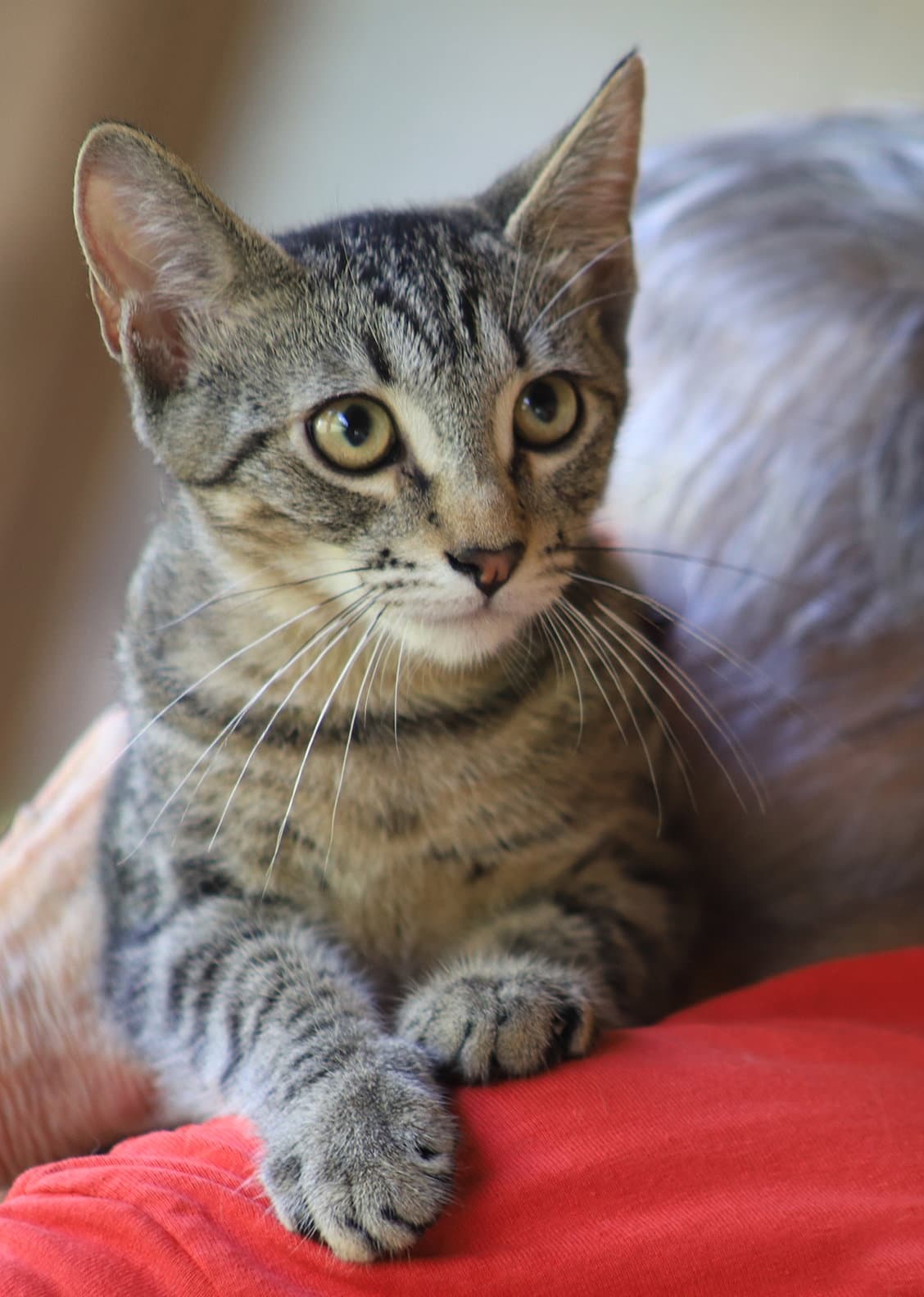 Neytaro - Domestic Short Hair