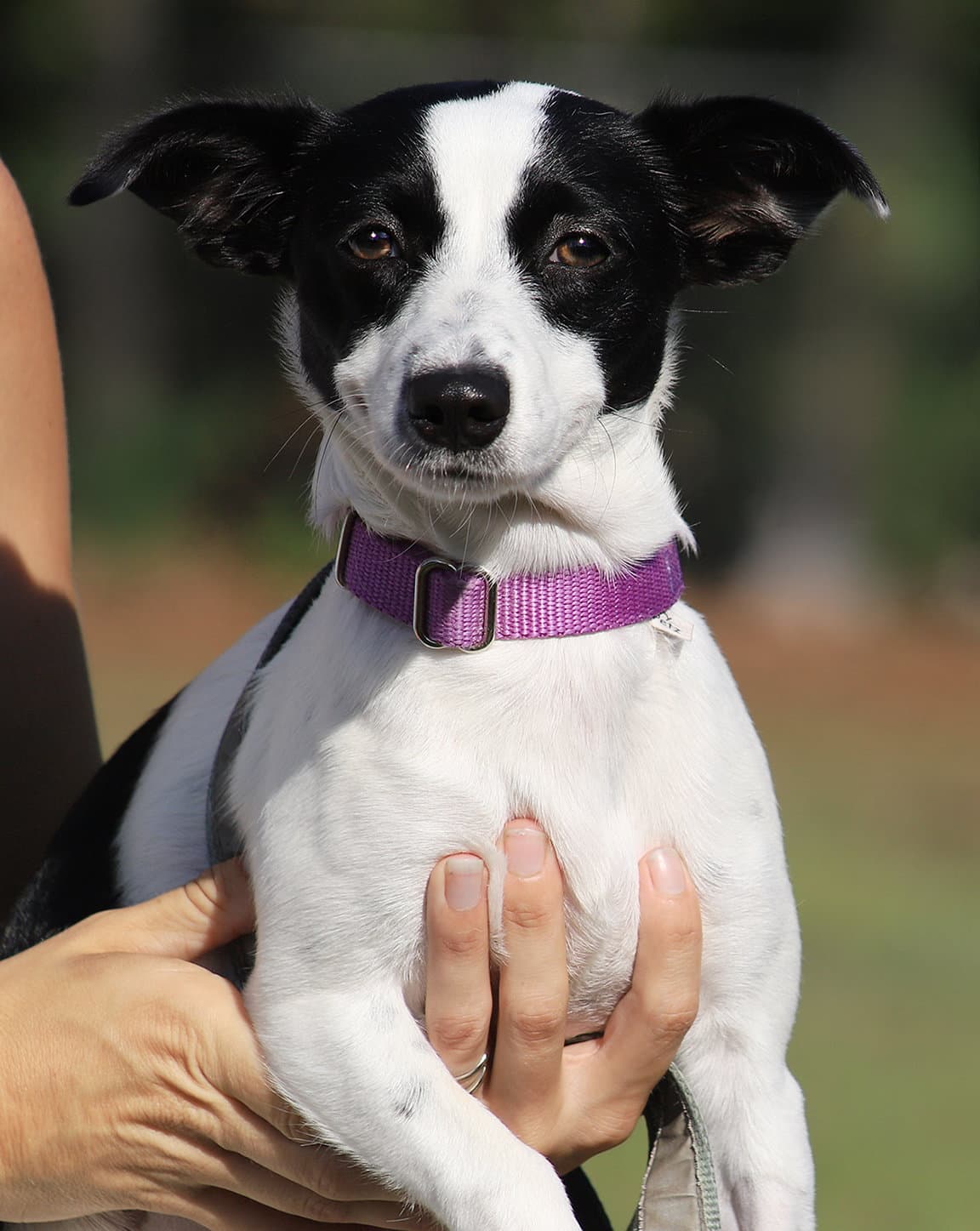 Shelly - Chihuahua