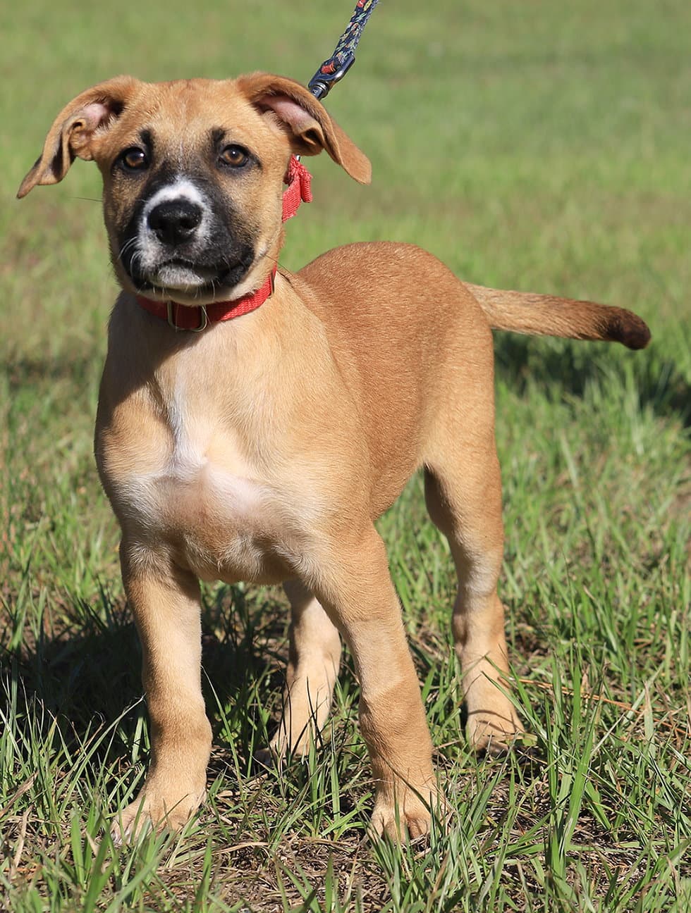 Paprika - Hound