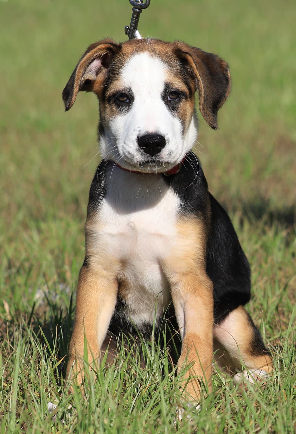 Rosemary - Hound