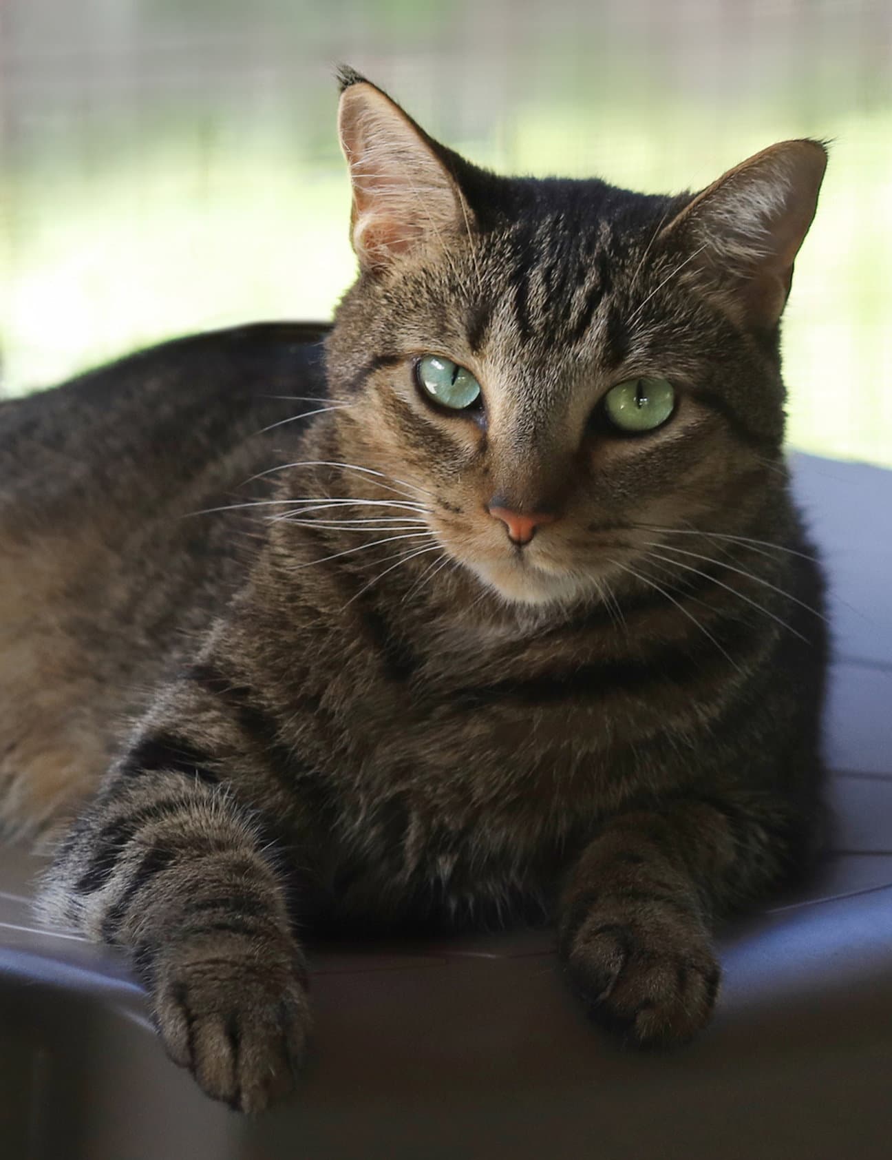 Evan - Domestic Short Hair
