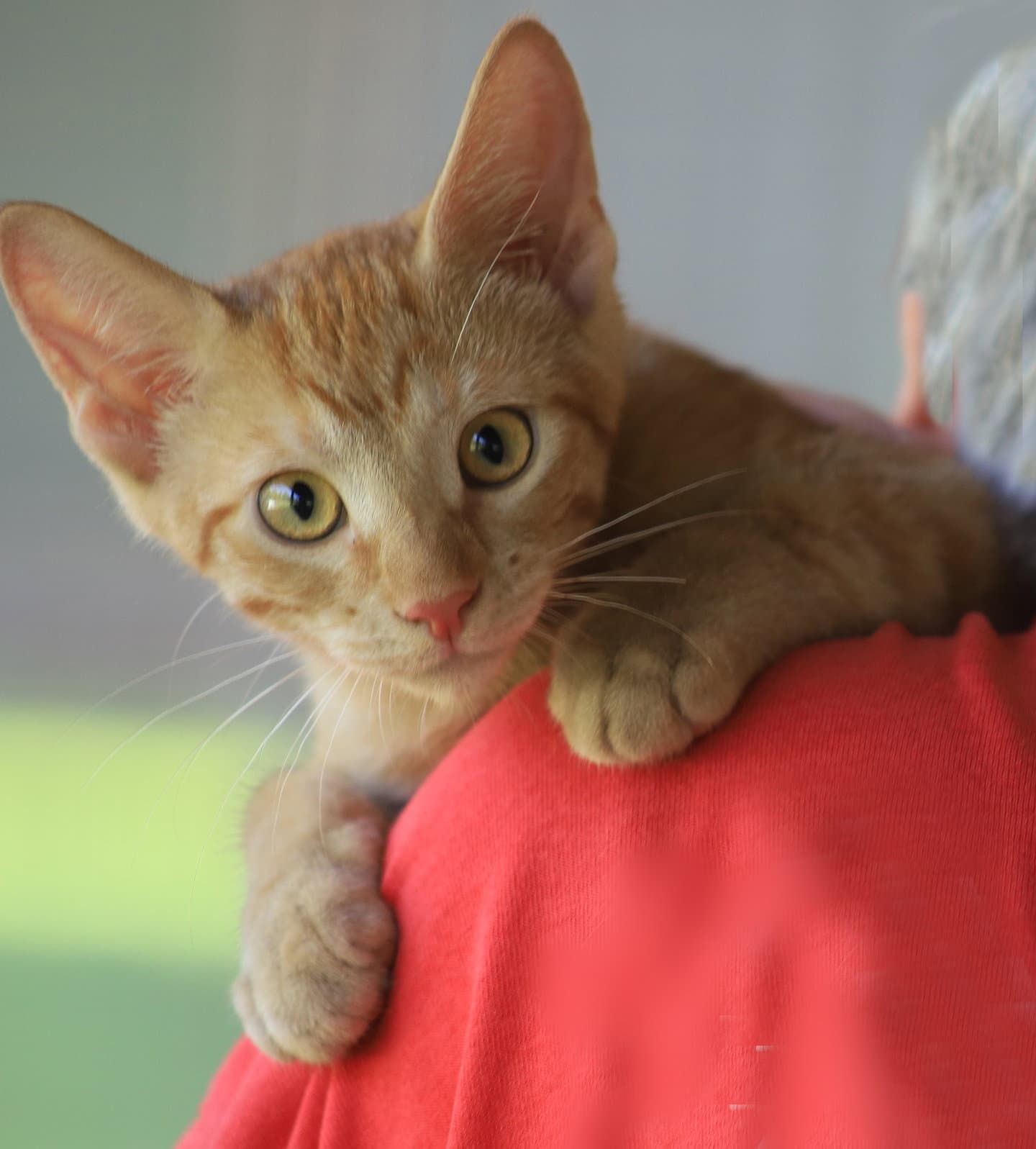 Commander - Domestic Short Hair