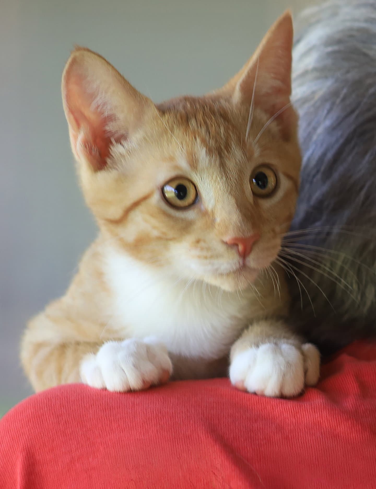 Chief - Domestic Short Hair