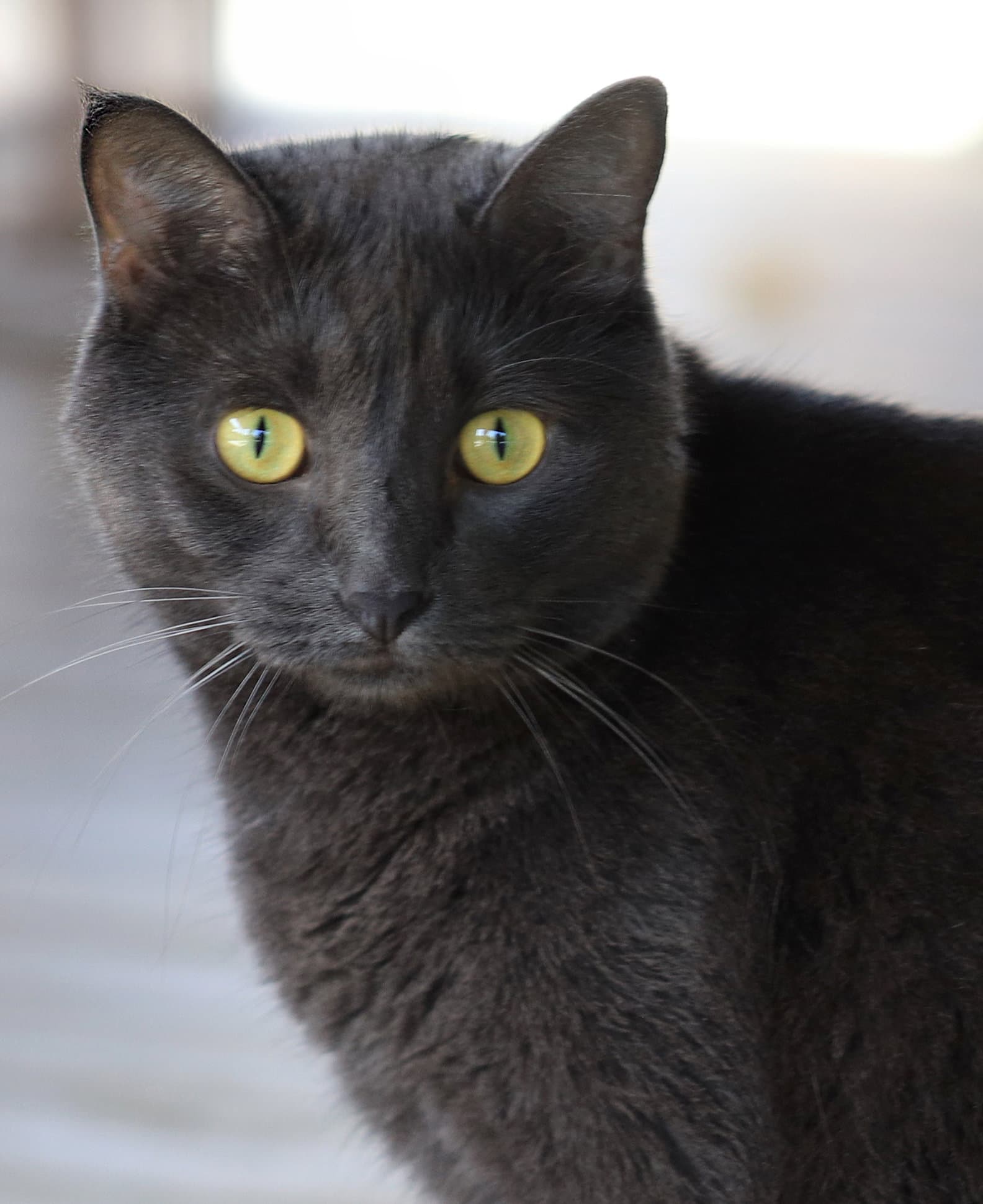 Archie - Domestic Short Hair
