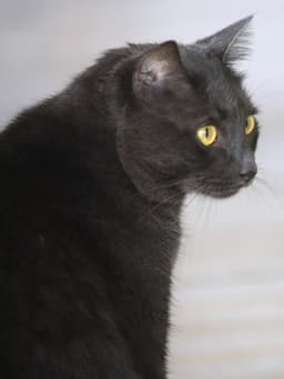 Archie image 3