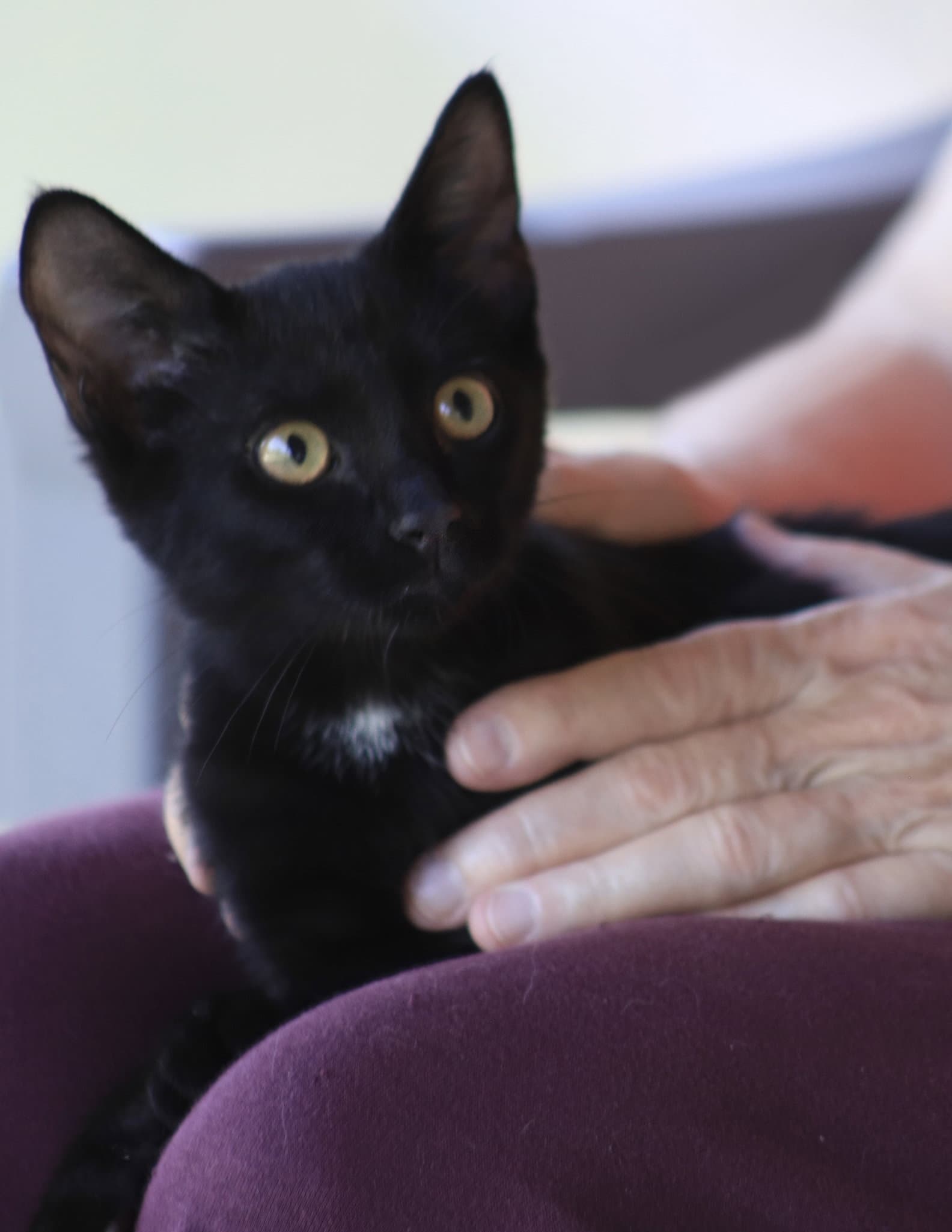Admiral - Domestic Short Hair