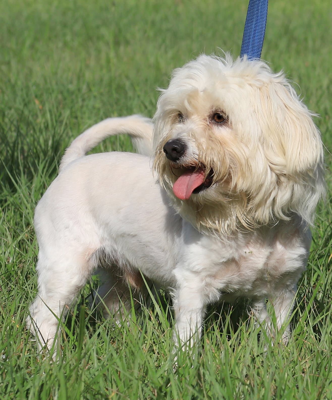Muppet - Terrier
