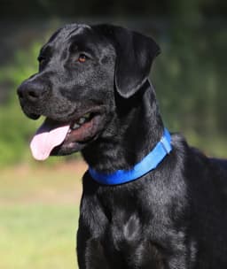 Ruger image 1
