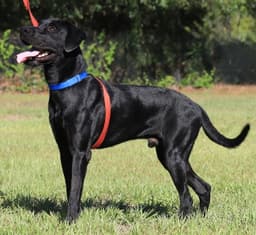 Ruger image 2