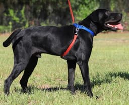 Ruger image 3