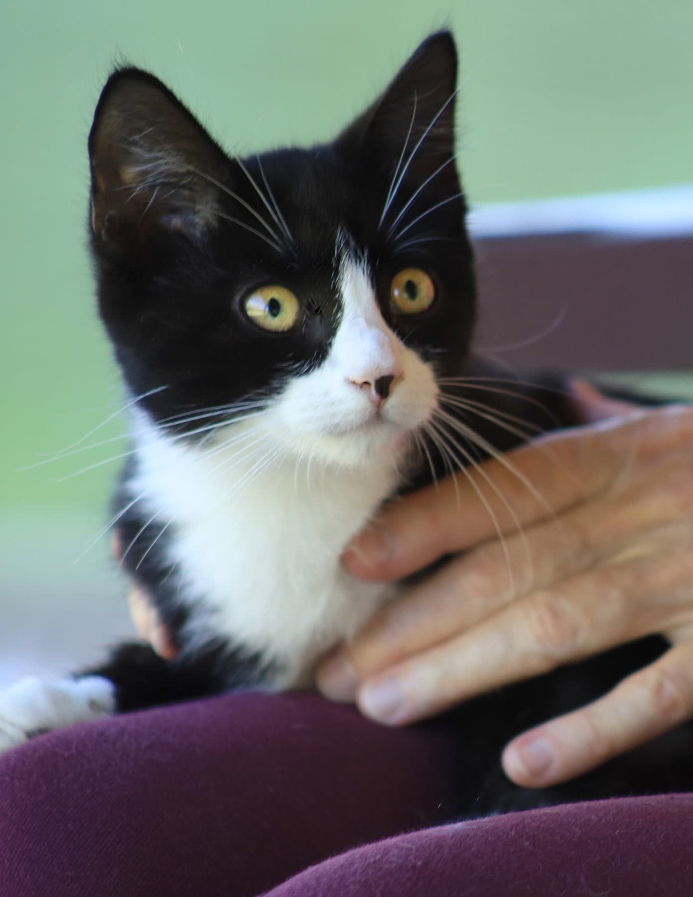 Honda - Domestic Short Hair