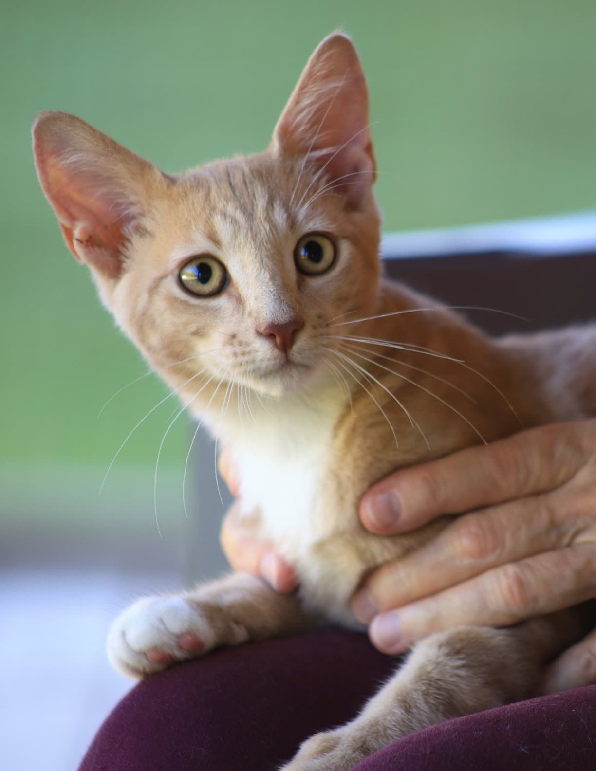 Glenn - Domestic Short Hair