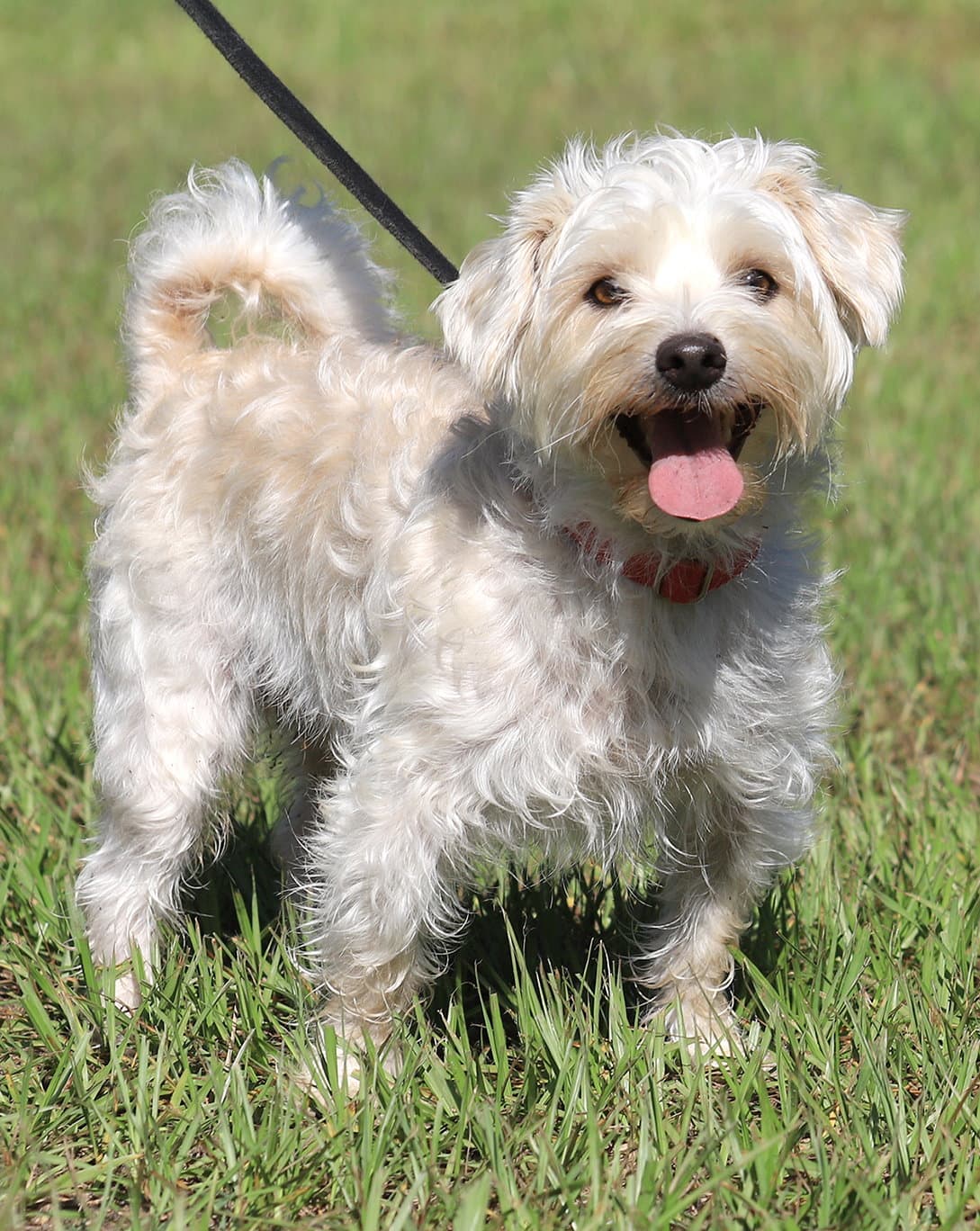 Sonny - Terrier