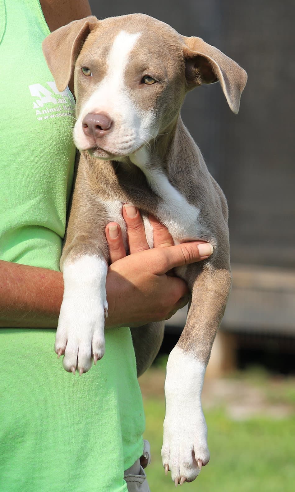 Alaska - American Staffordshire Terrier