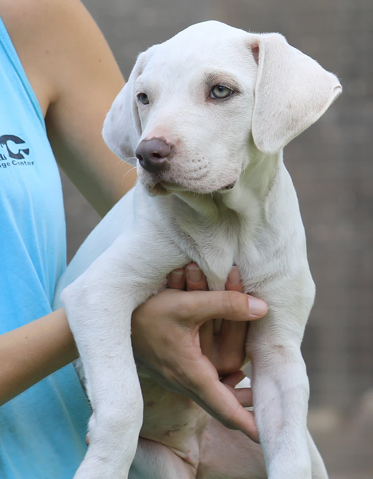 Nebraska - American Staffordshire Terrier