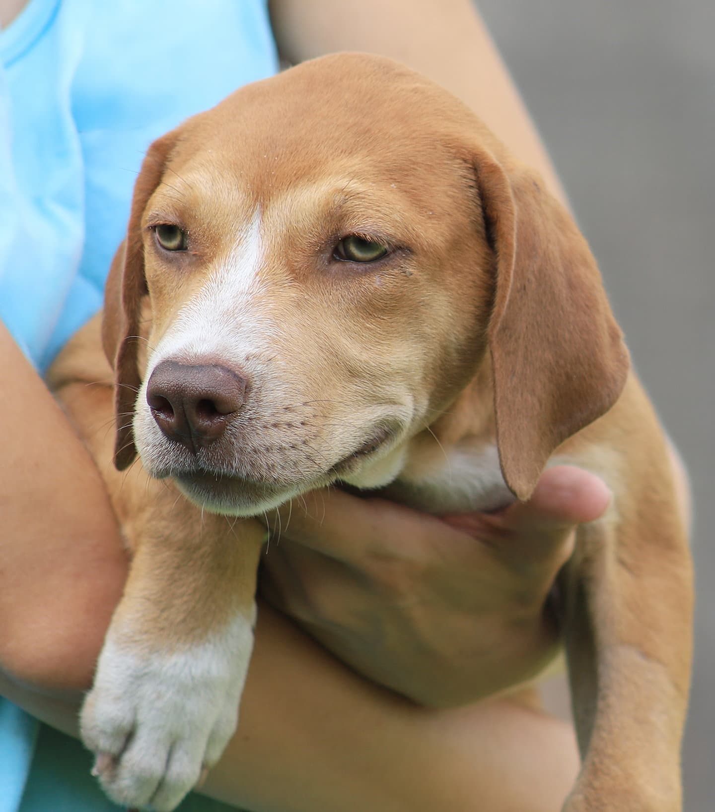Montana - American Staffordshire Terrier