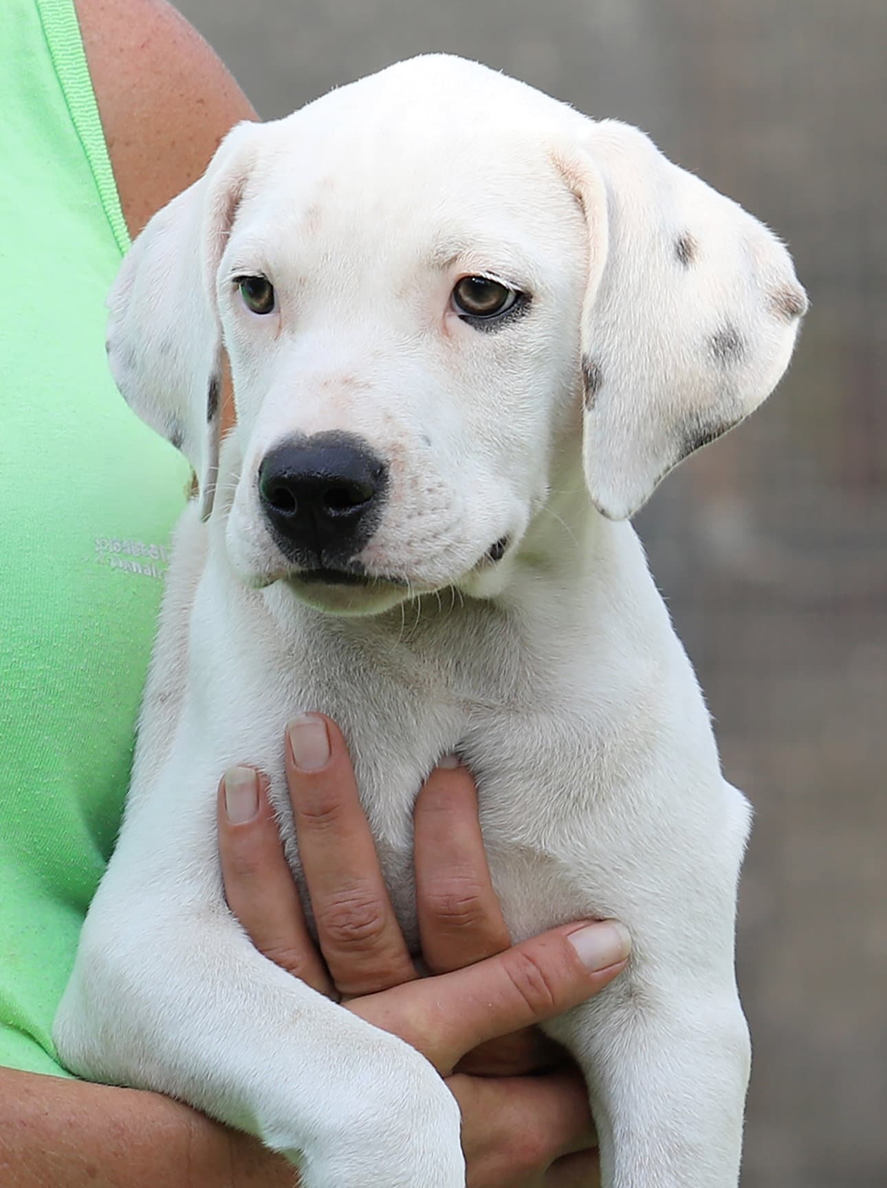 Washington - American Staffordshire Terrier