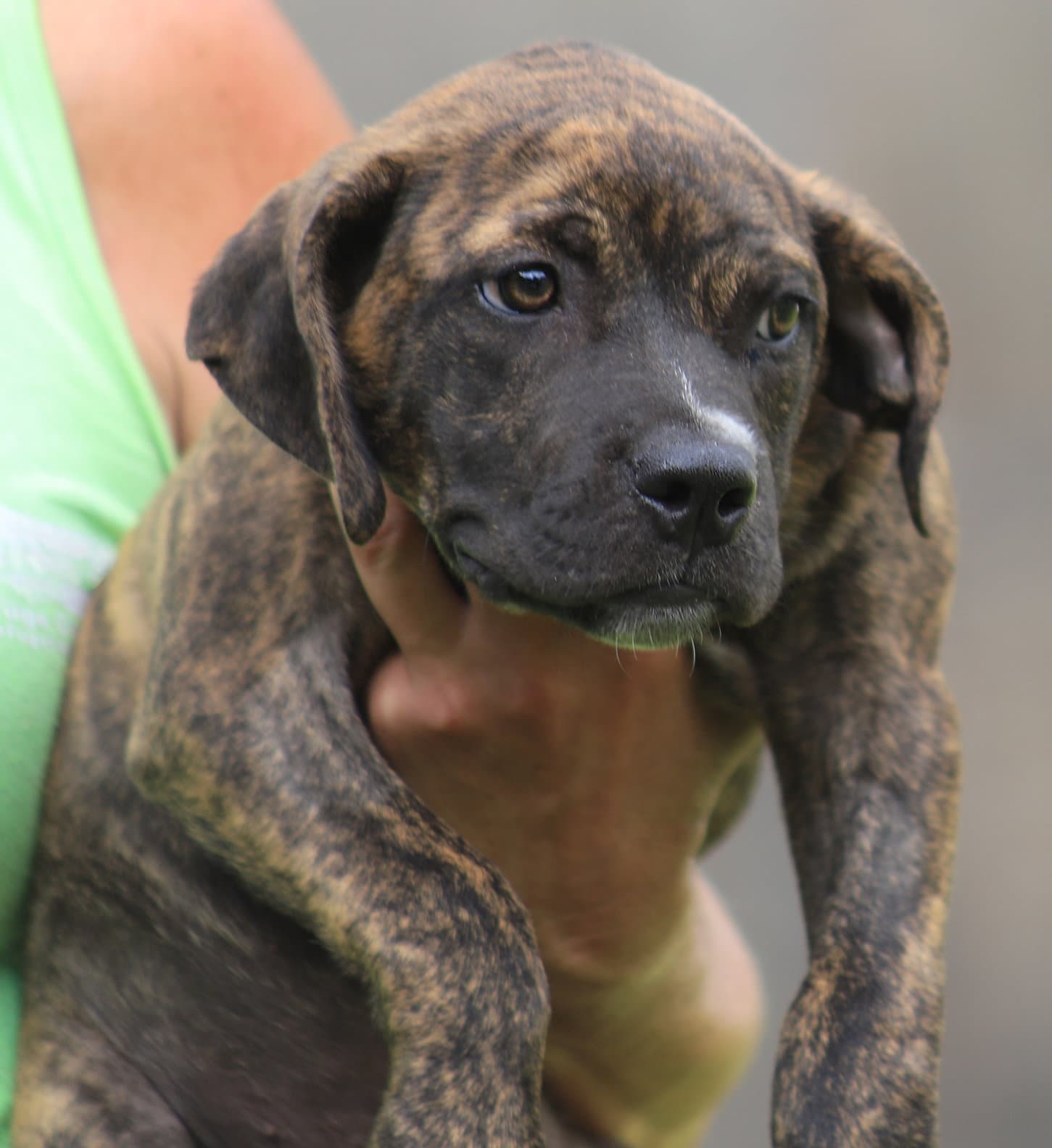 Jersey - American Staffordshire Terrier