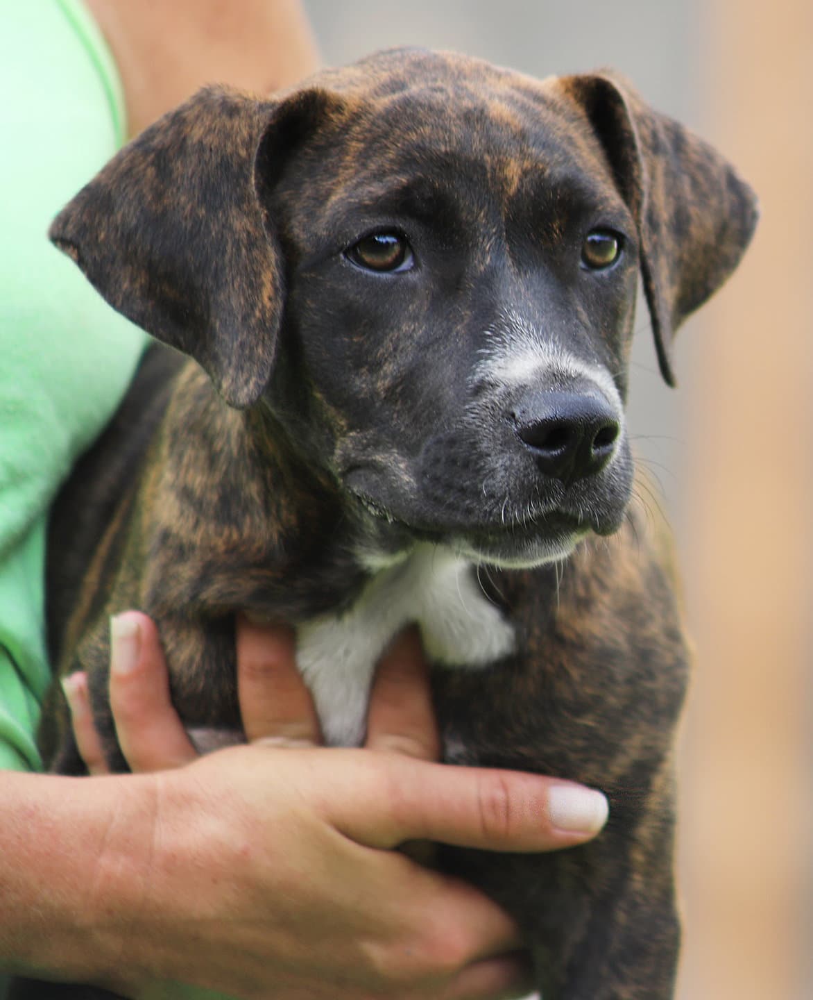 Georgia - American Pit Bull Terrier