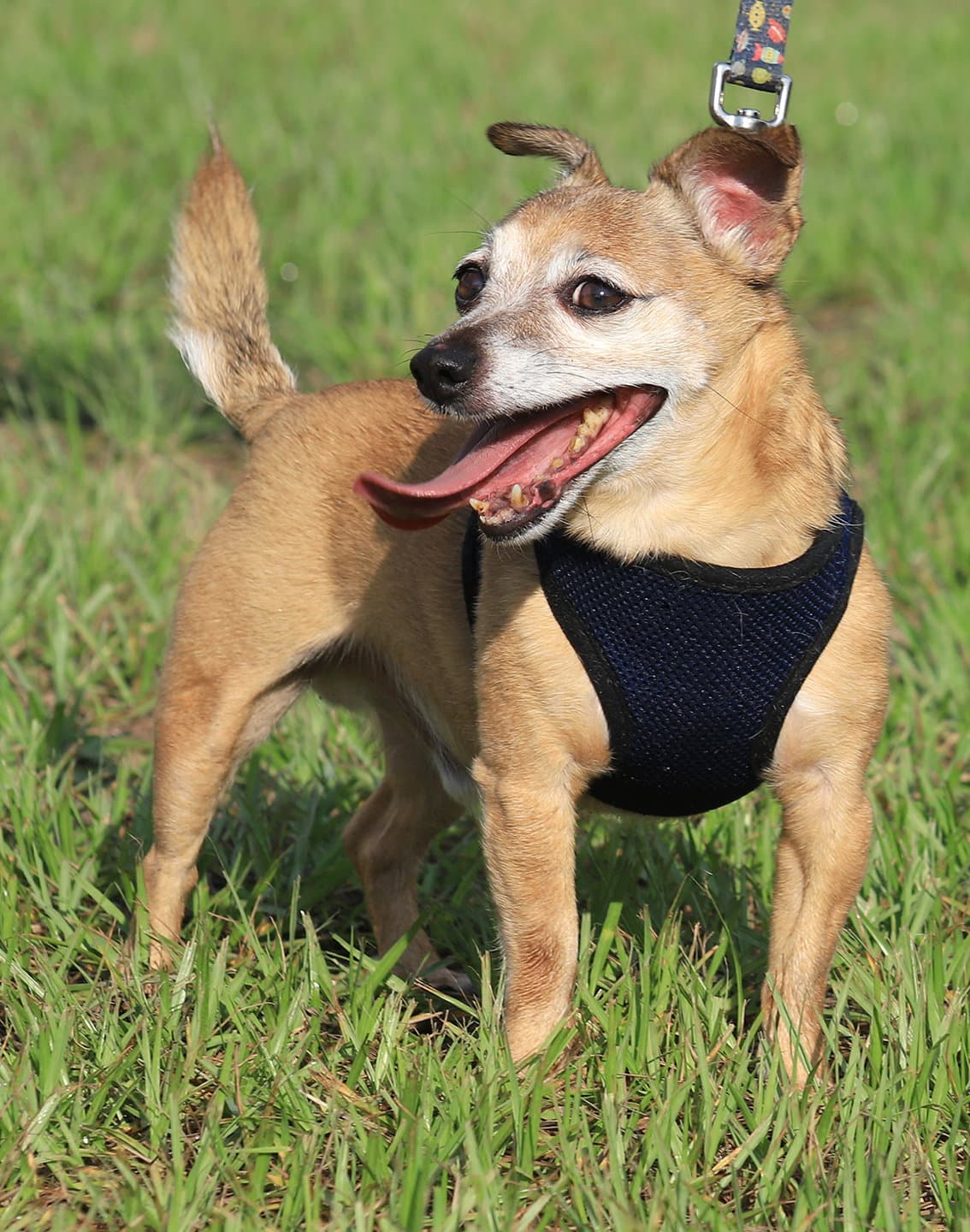 Bentley - Chihuahua