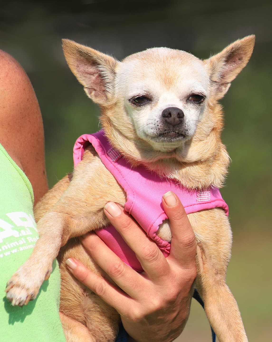 Blanche - Chihuahua