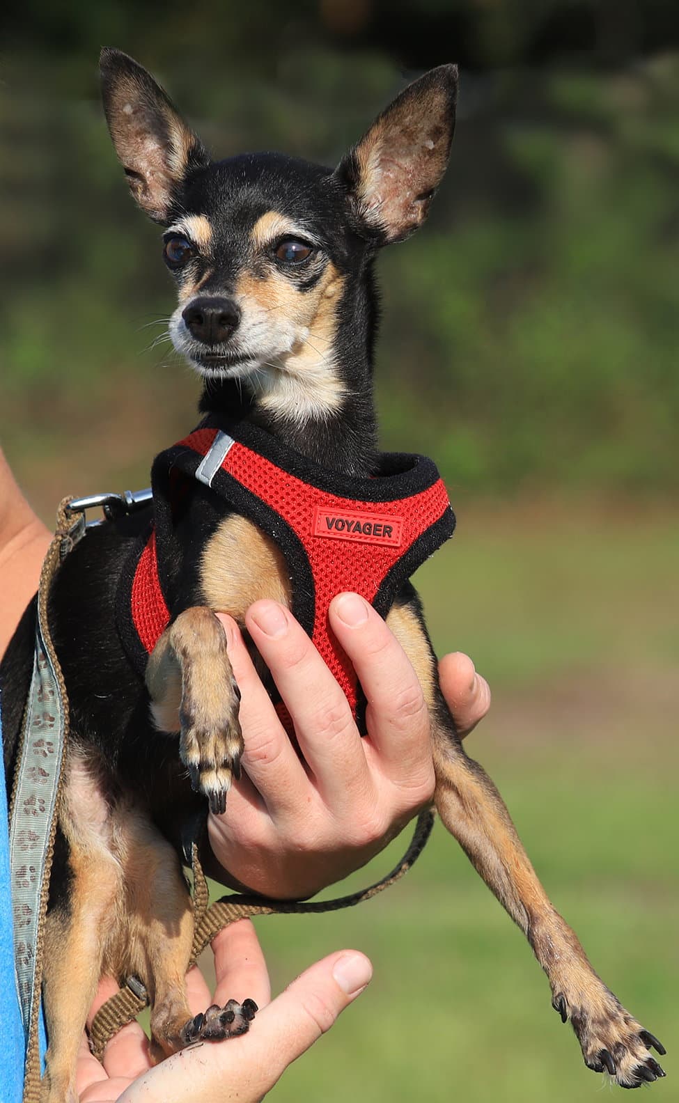 Dorothy - Miniature Pinscher