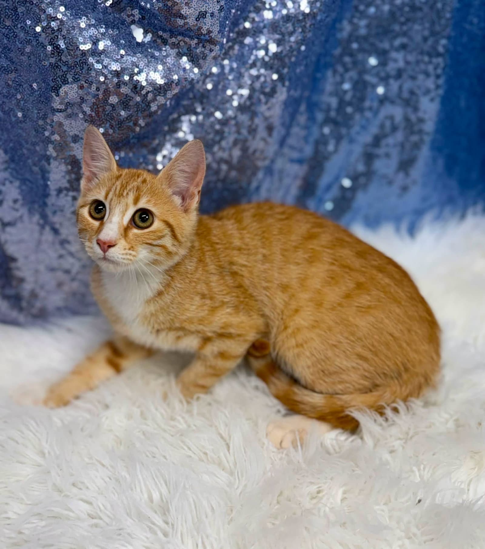 Polymer - Domestic Short Hair