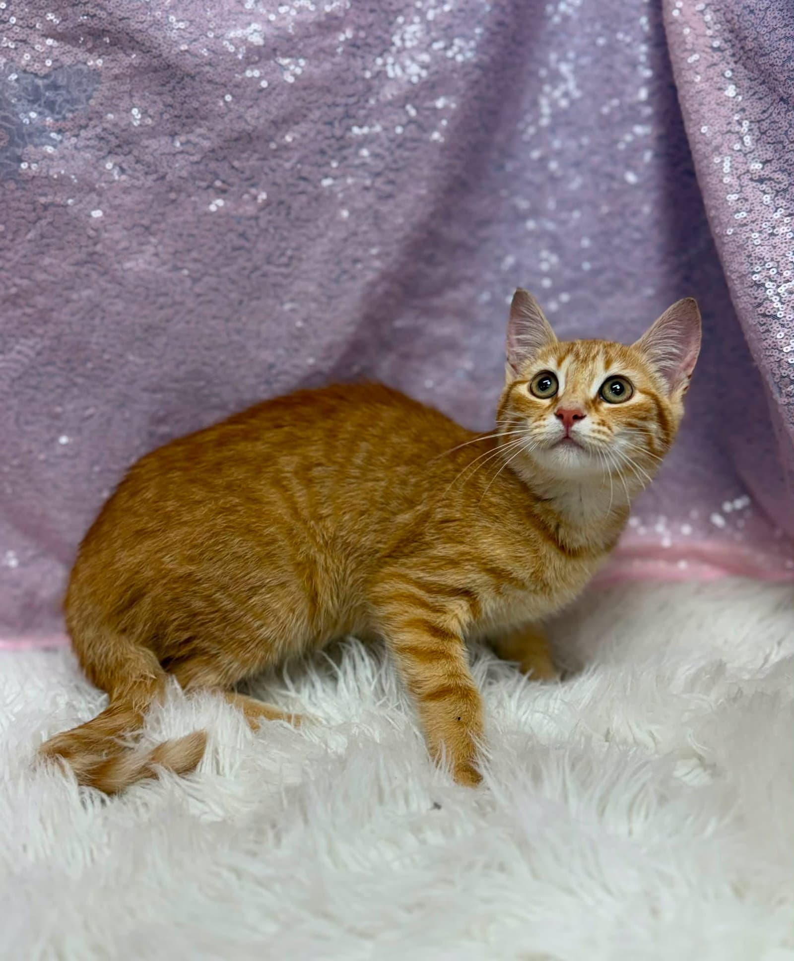Porcelain - Domestic Short Hair