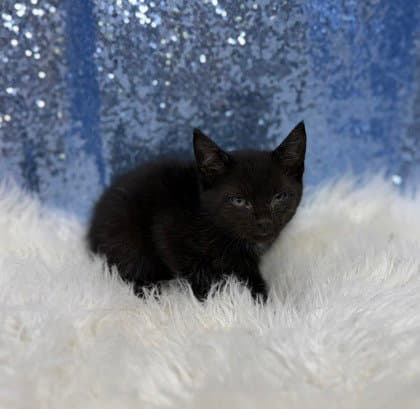 Miller - Domestic Short Hair