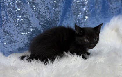 Manny - Domestic Short Hair