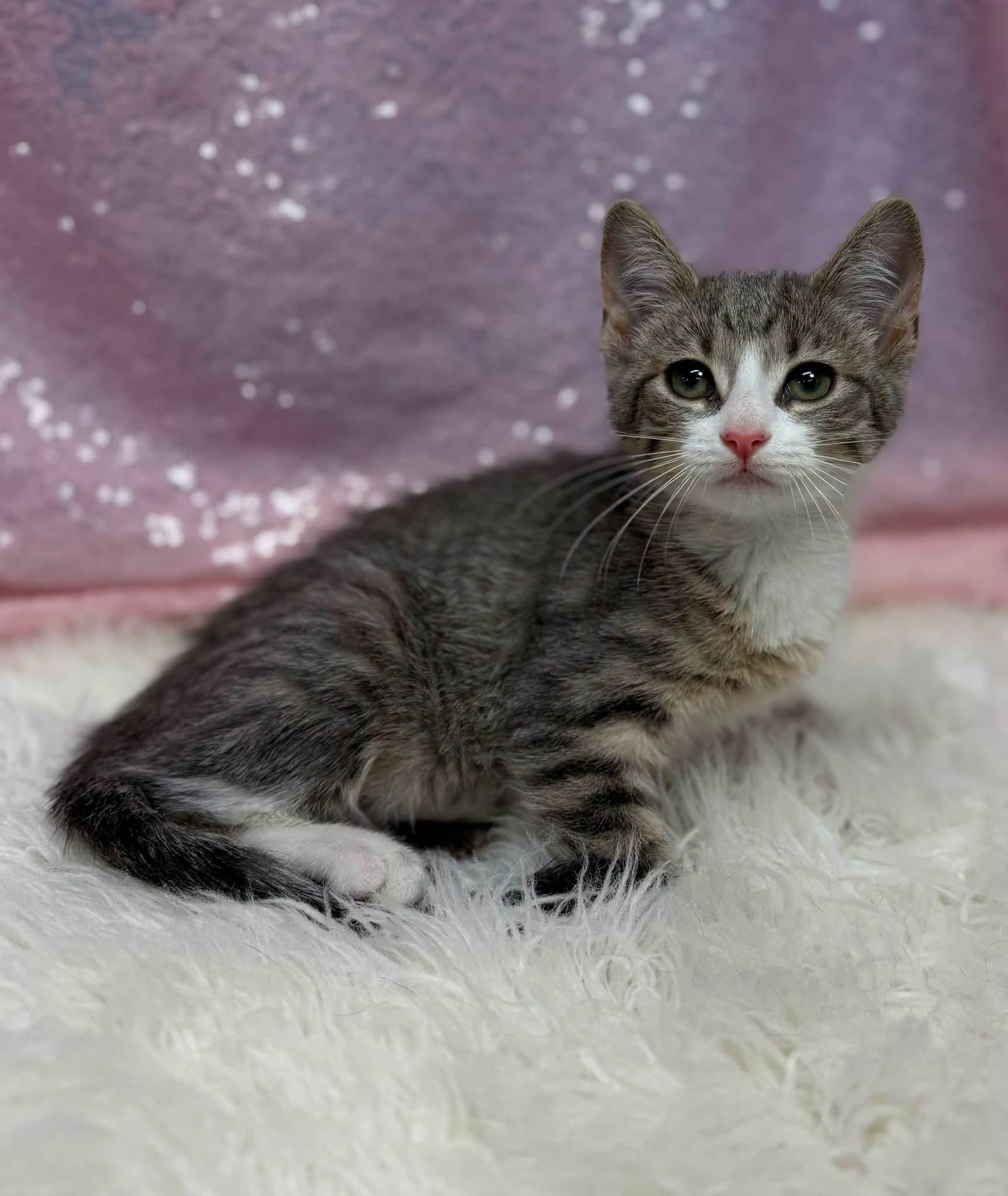 Goldfish - Domestic Short Hair