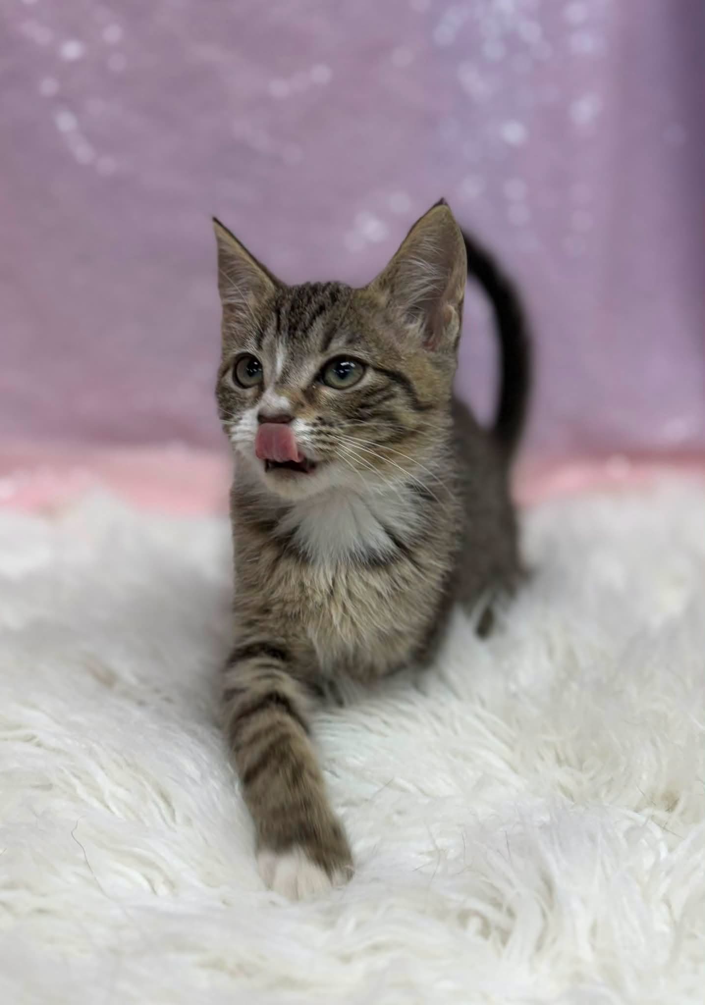 Screwdriver - Domestic Short Hair