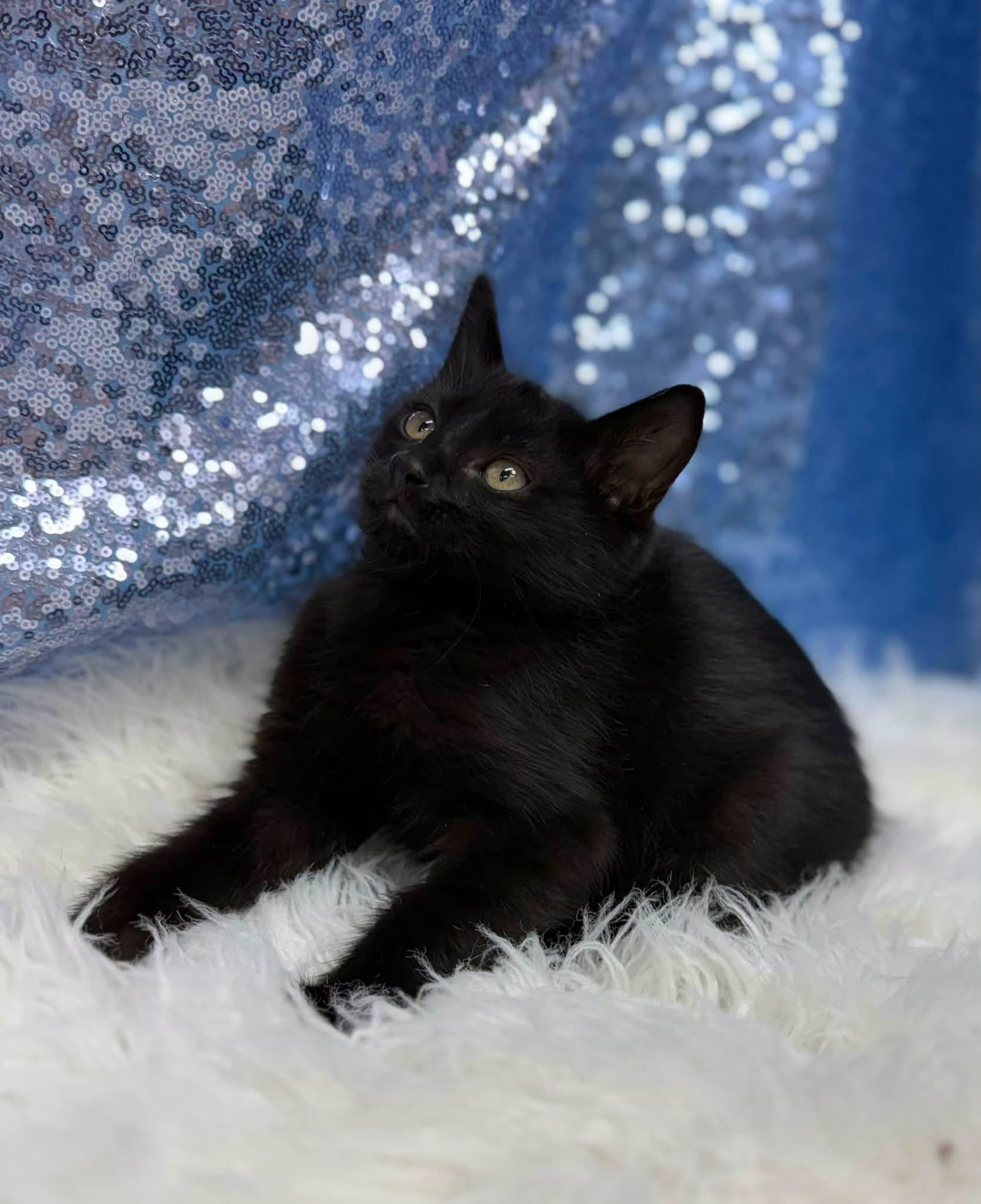 Cross - Domestic Short Hair