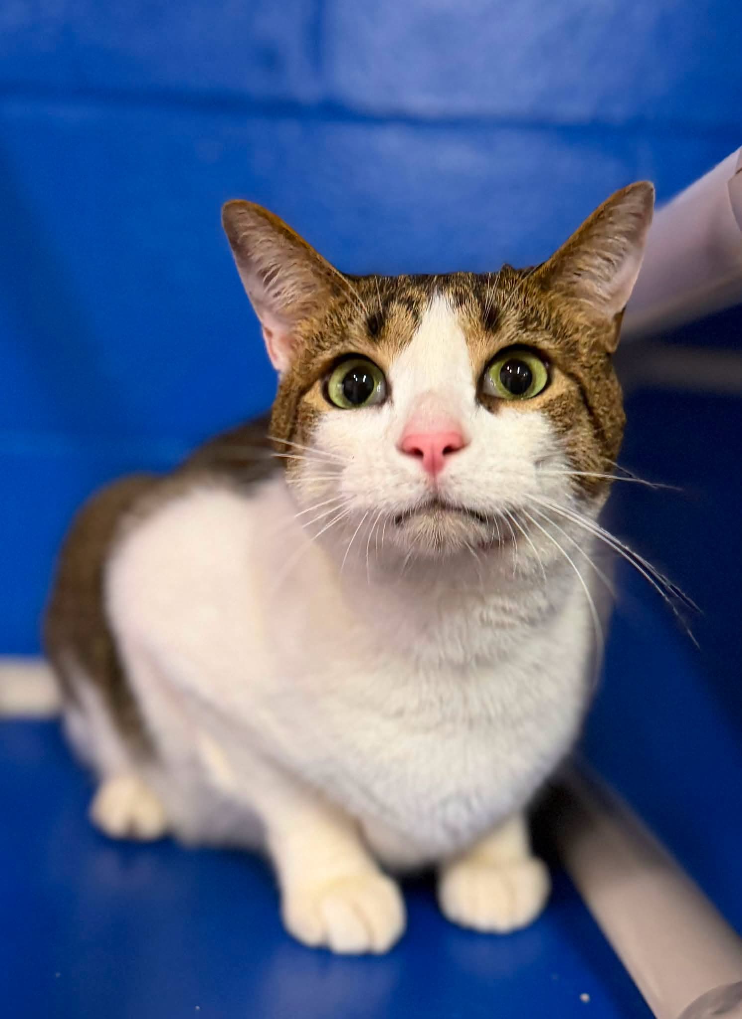Rocky - Domestic Short Hair