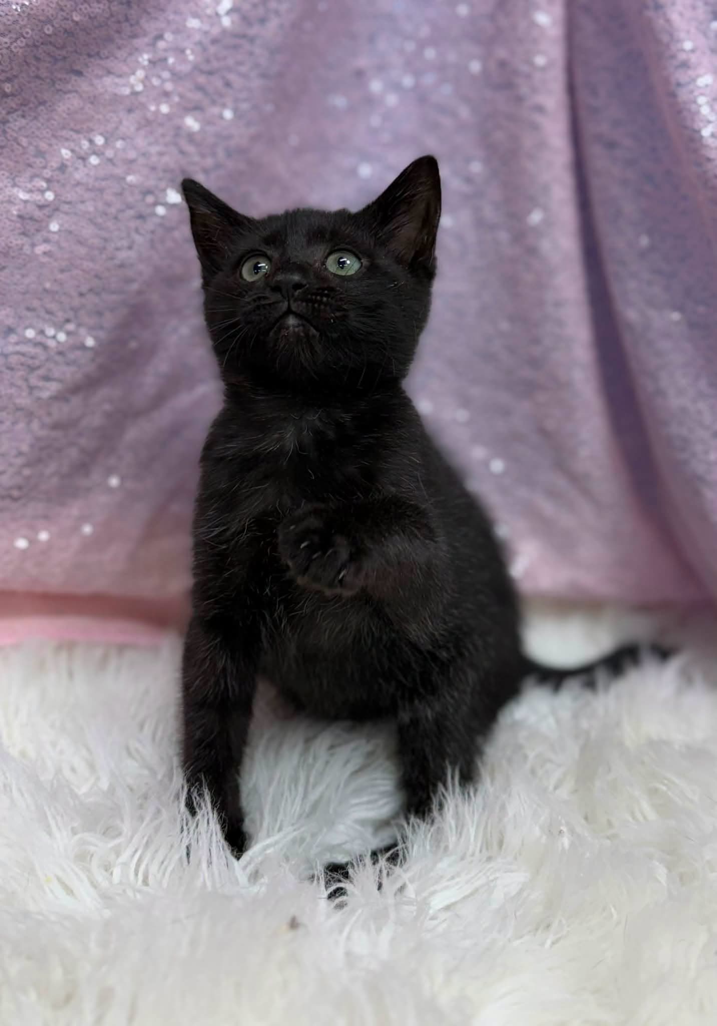 Megatron - Domestic Short Hair