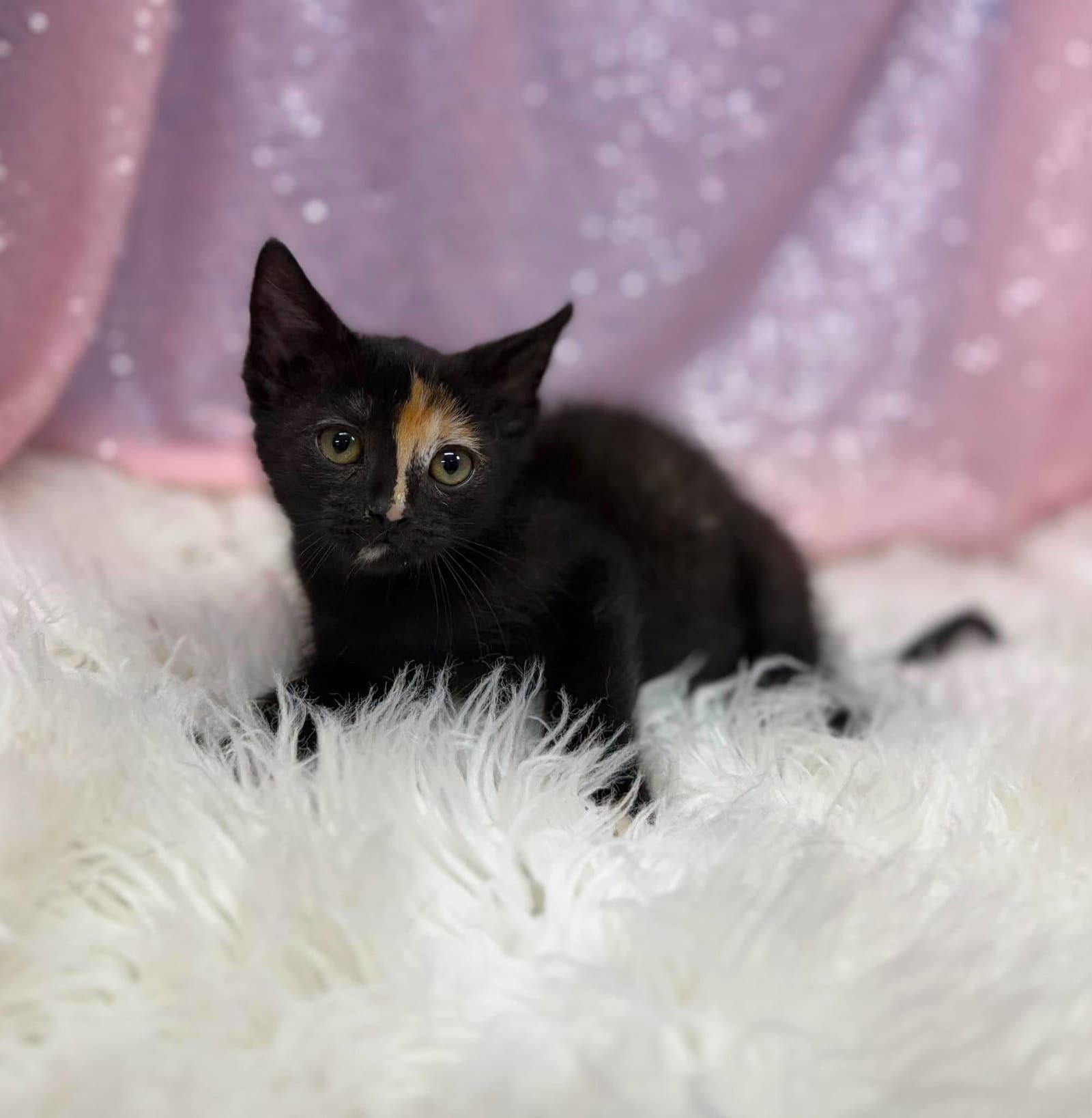 Kymara - Domestic Short Hair