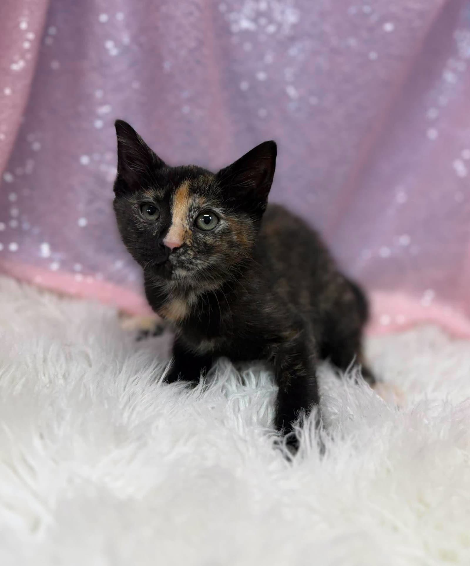 Nyara - Domestic Short Hair
