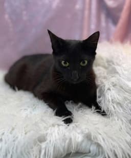 Olivia image 1